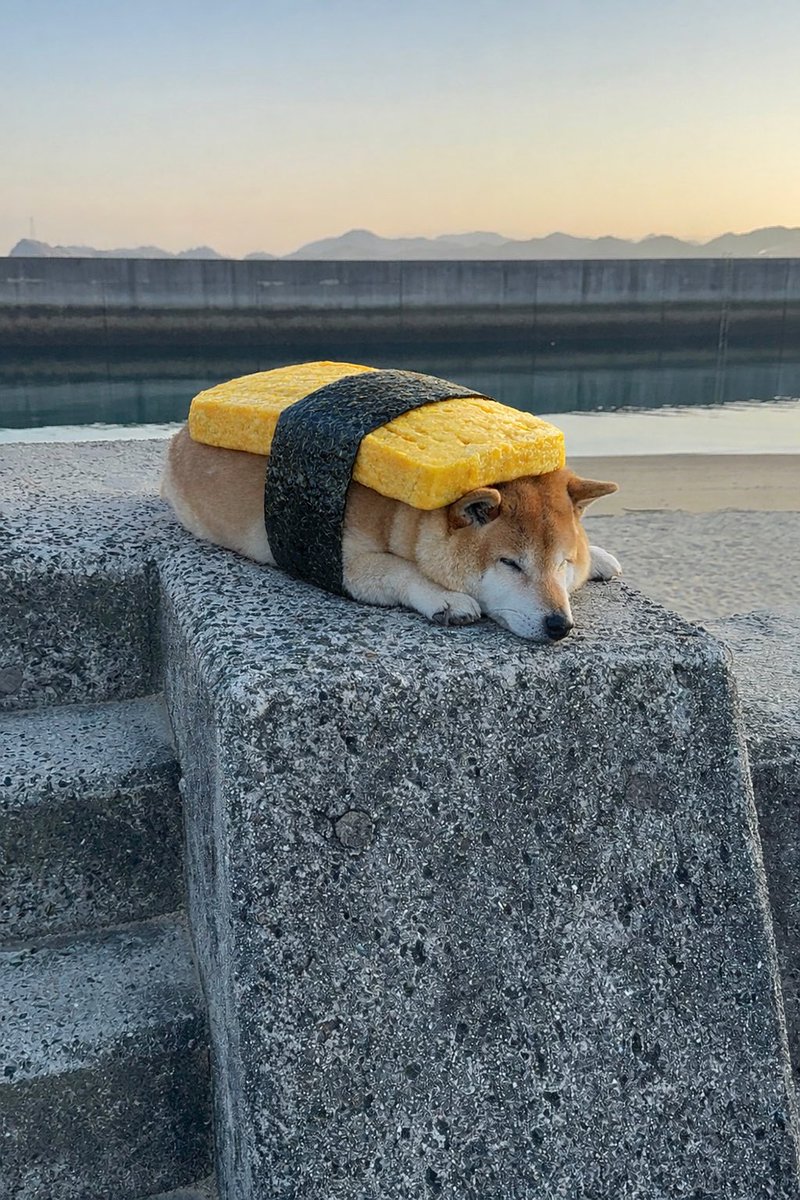 柴犬おもち tweet media