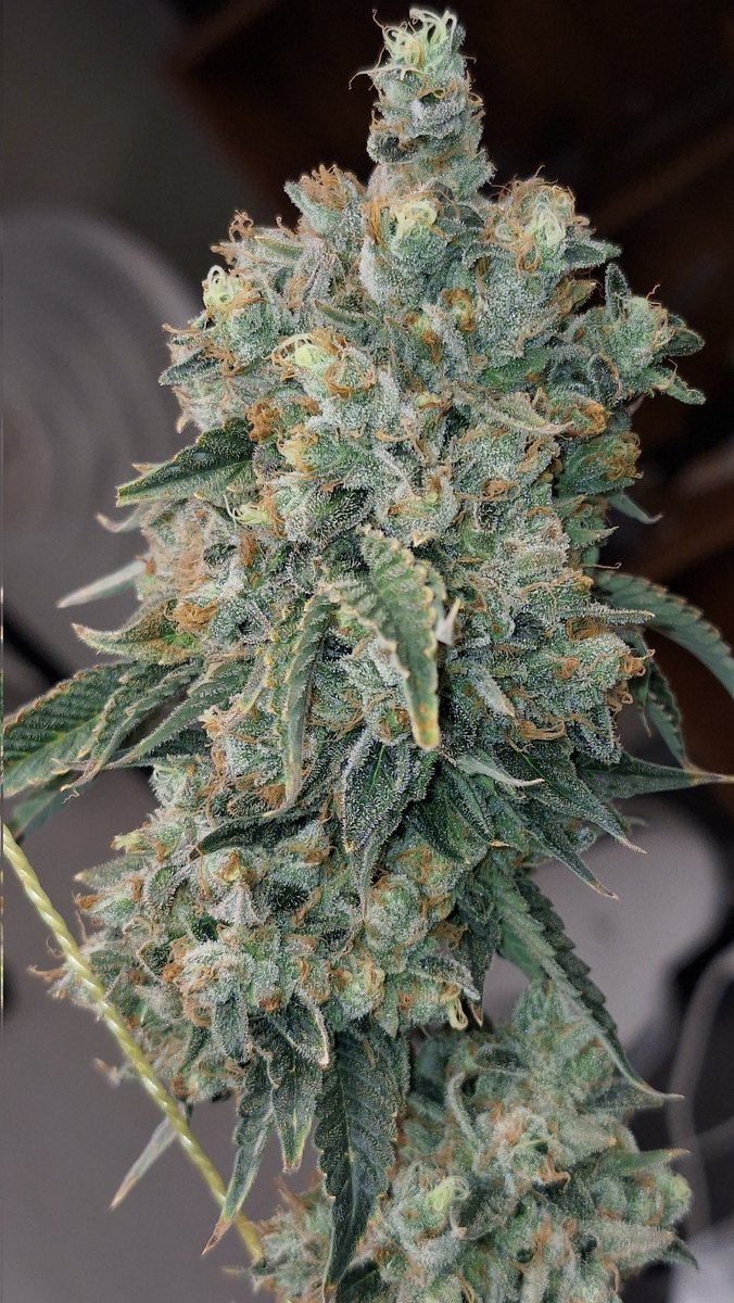 804GrowTent tweet media