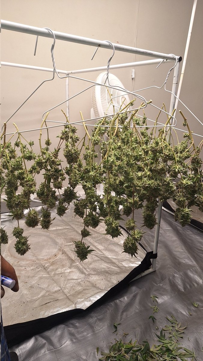 804GrowTent tweet media