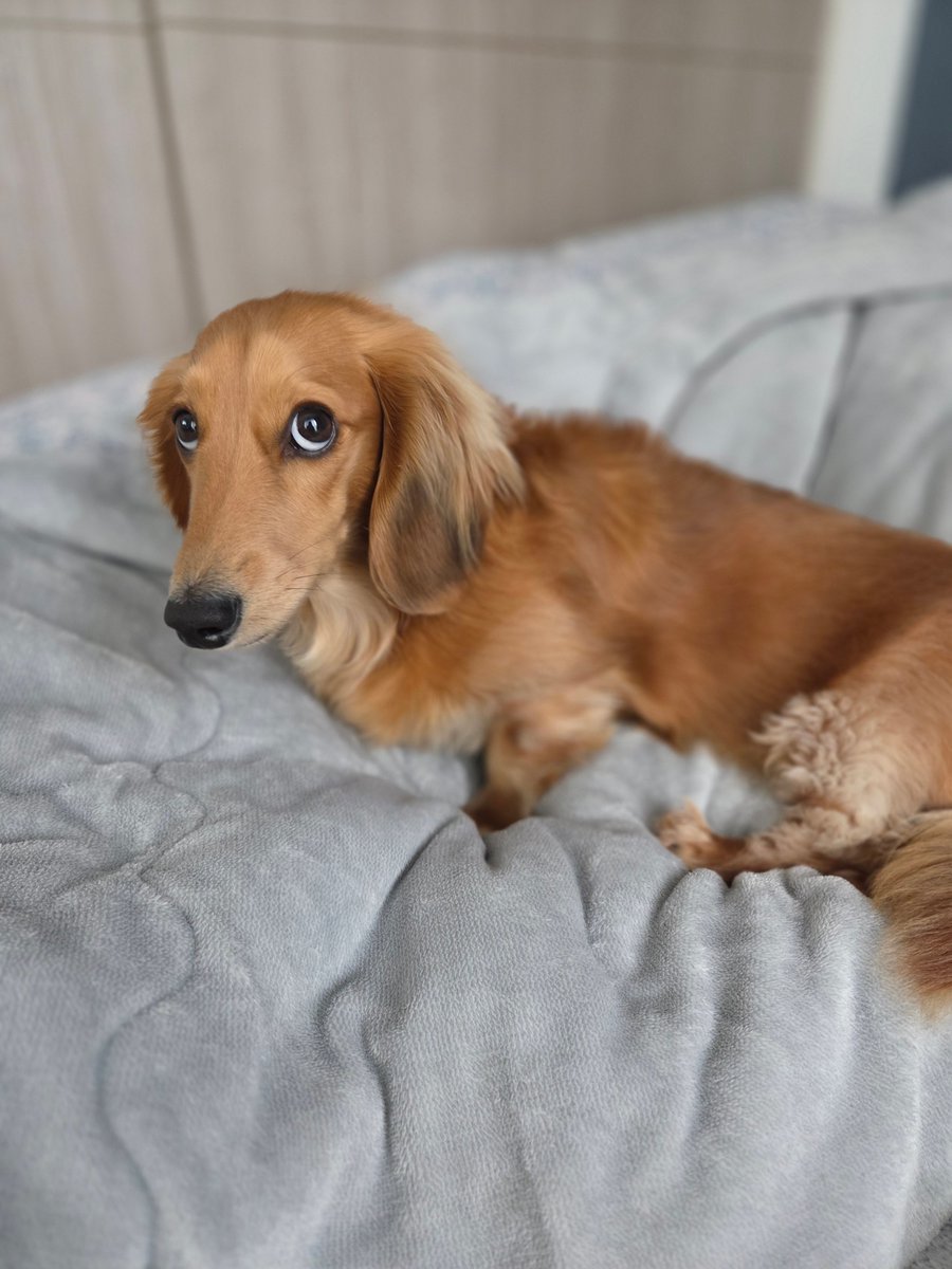 リ～くん歩くよ～…ﾄﾎﾞﾄﾎﾞ tweet media