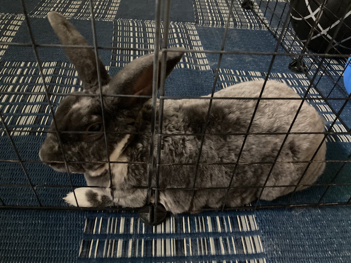 どんぐりfactory@(デンレゼ尊) tweet media