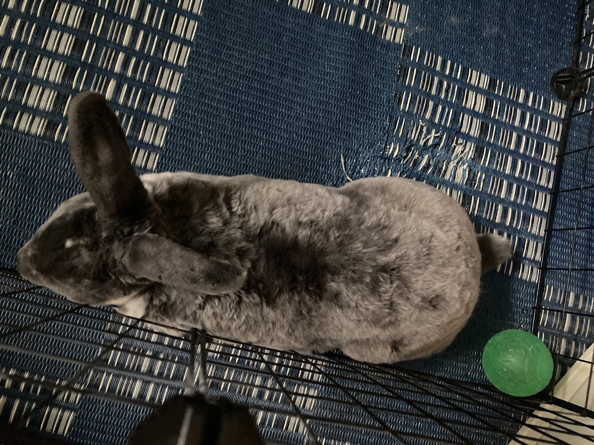 どんぐりfactory@(デンレゼ尊) tweet media