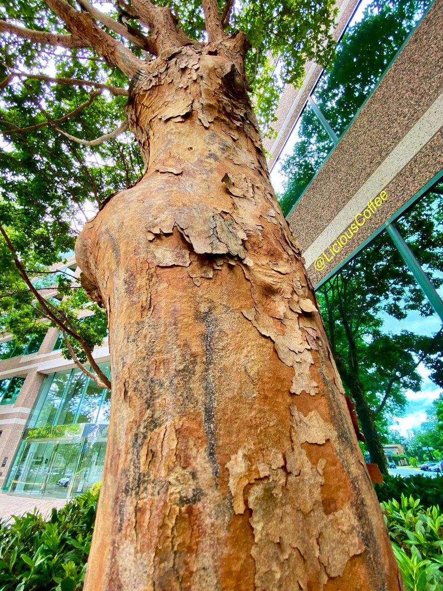 CoffeeLiciousLady tweet media