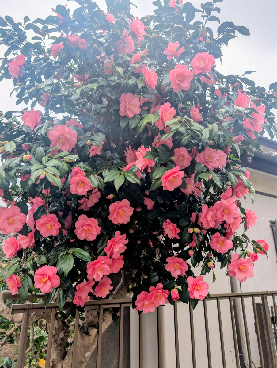 yuka_yura tweet media