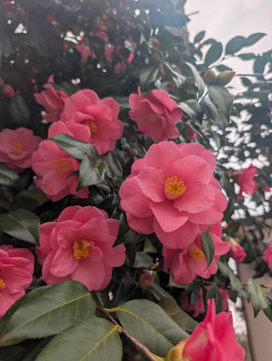 yuka_yura tweet media