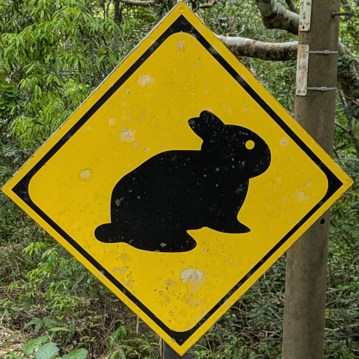 湖畔ノ森 tweet media