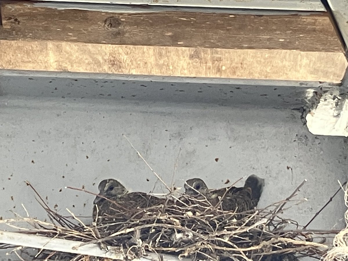 ハナマルキみそ作り体験館 tweet media