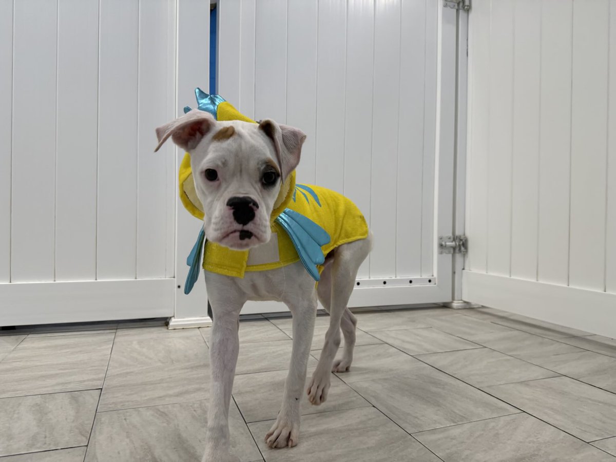 adopt_boxer's tweet photo. Echo is a 4 month old puppy who was taken to a shelter along with his sister Eva. Eva was quickly adopted. Echo is so sweet and cuddly. Located on #LongIsland, NY. Help get echo the #family he deserves . #boxerpuppy #adoptables #whiteboxer #puppies #adoptdontshop https://t.co/rp3nxqVBAp