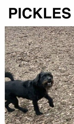 MeowMiya88's tweet image. 📢🇺🇸🗽🆘️⏳️🚨💔😿🐶Please RT to find Pickles #NYC #missingdog #lostdog #Manhattan #DogsOfX #dogsoftwitter  @HAPetRescuer