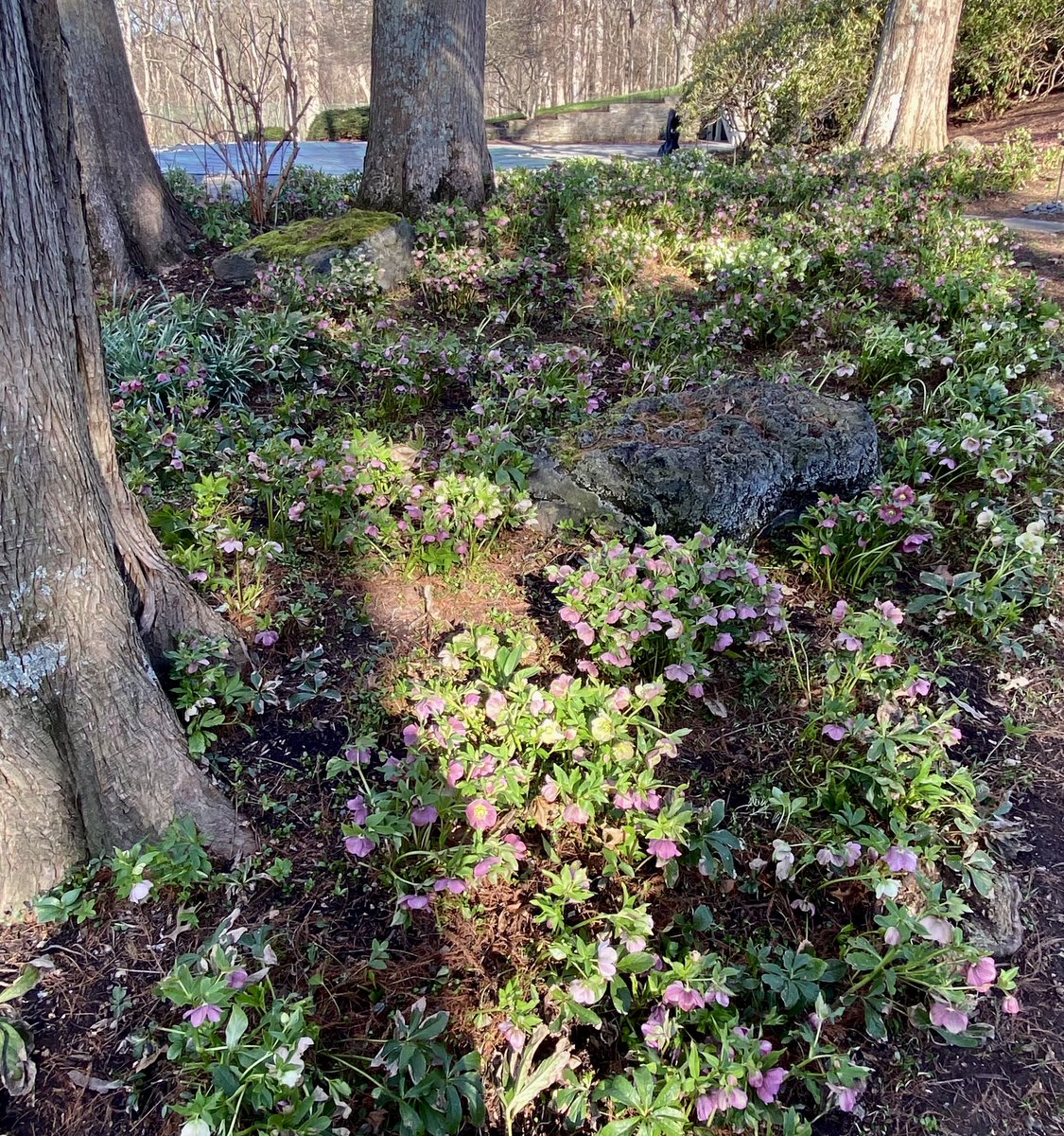 Hellebores “Lenten Rose”, blooming right on time