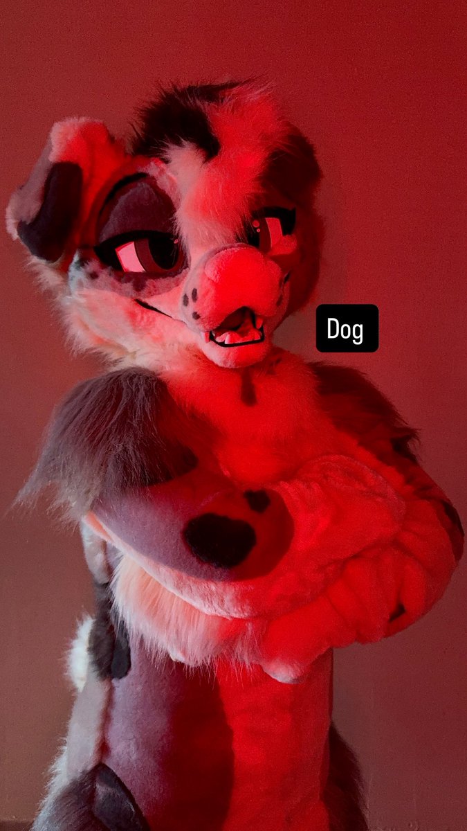 The Midnight Howl tweet media