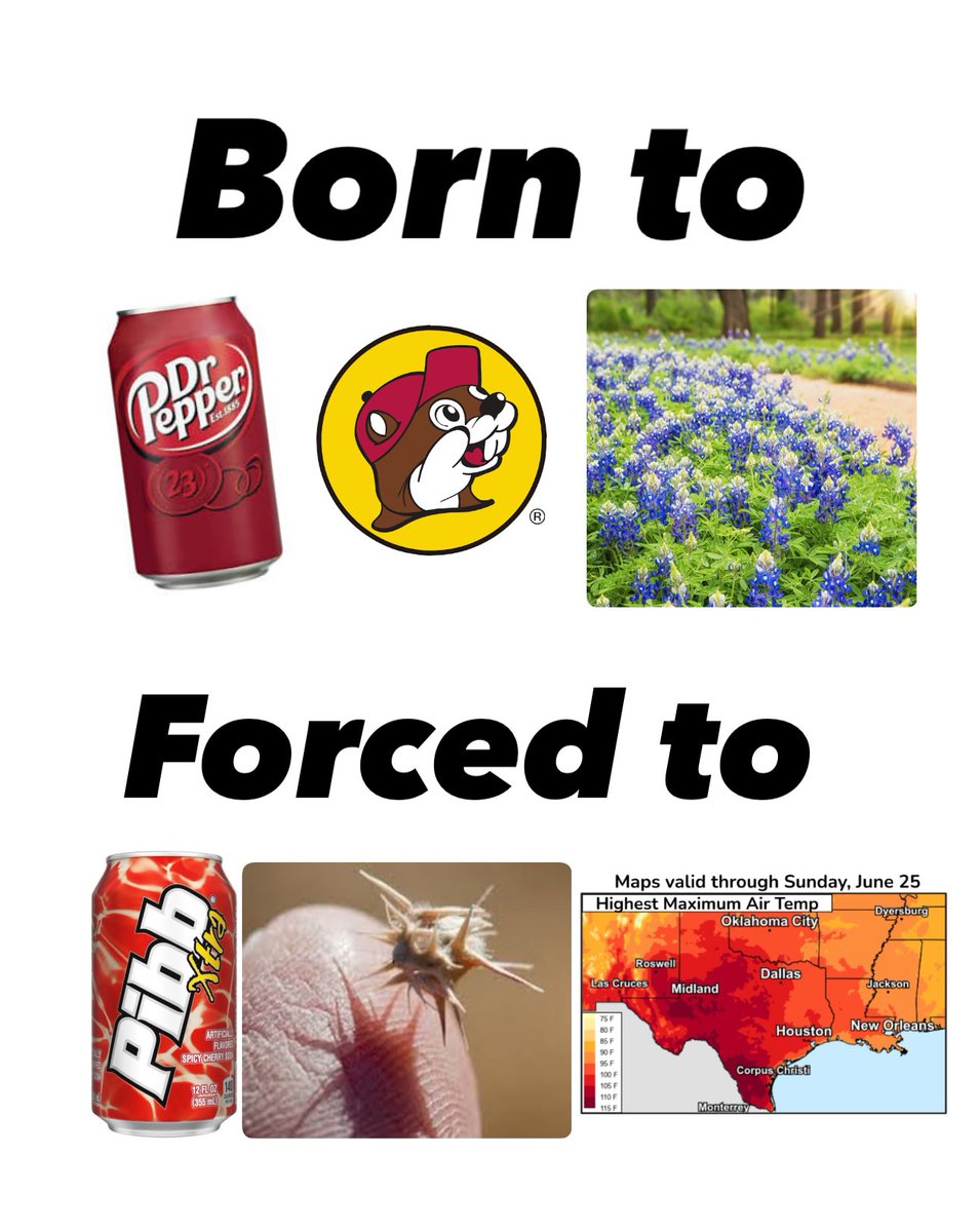 Texas Humor tweet media