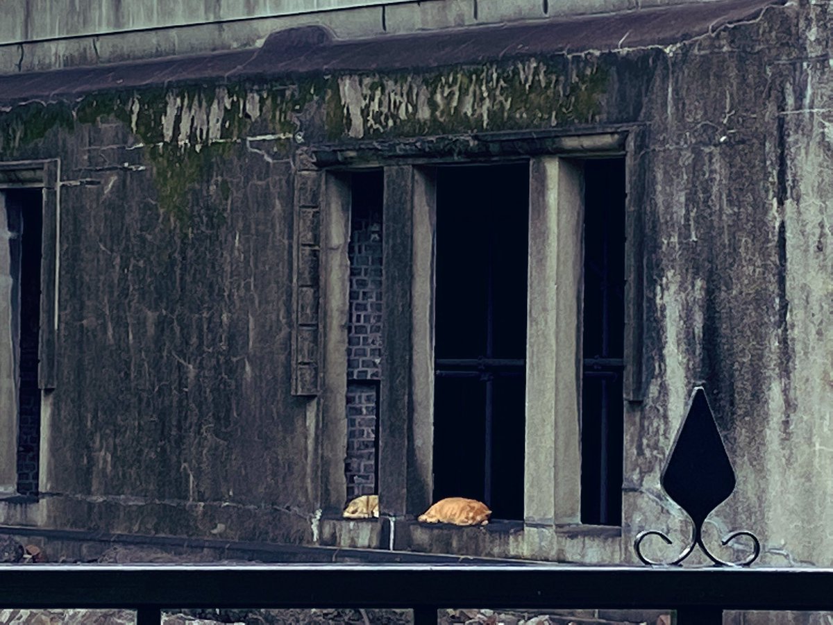 かもぴ tweet media