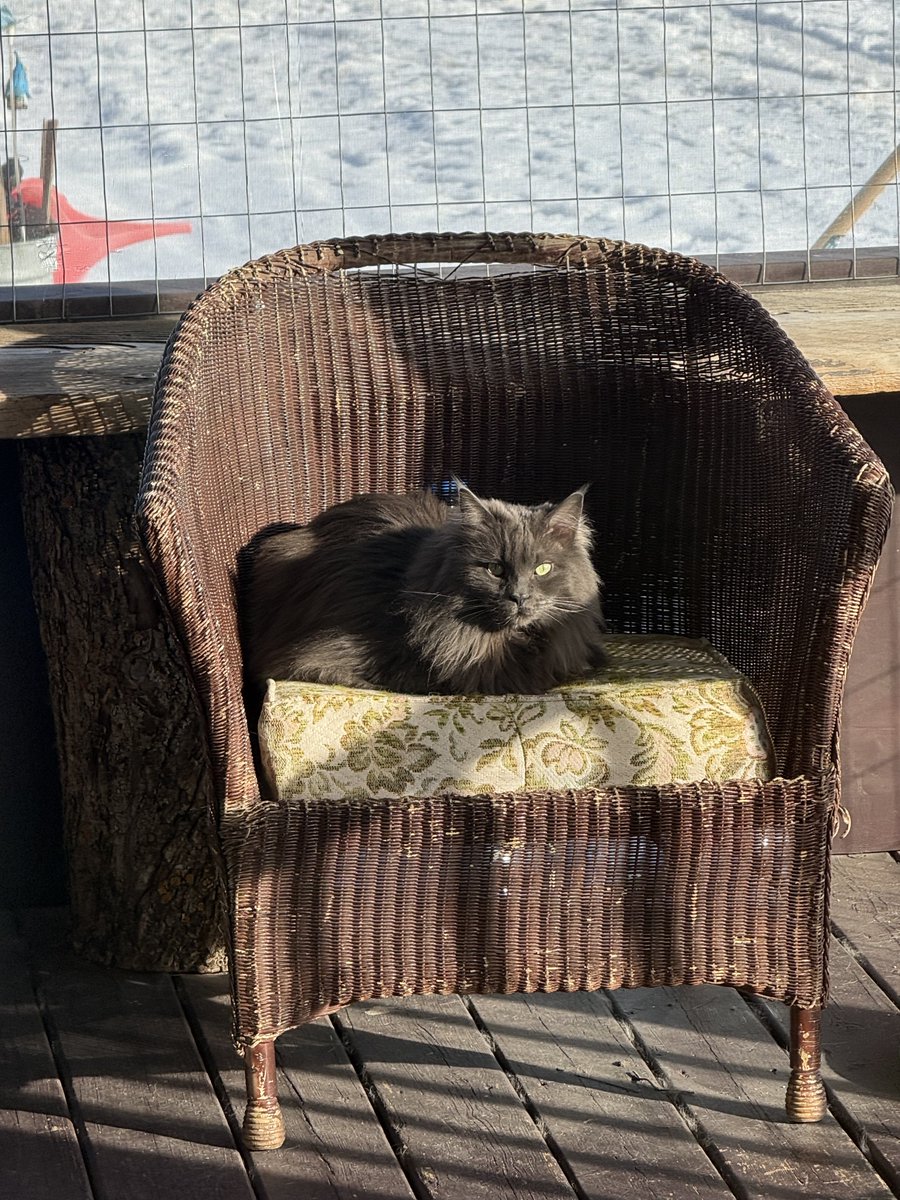 Chloe and Blue, Cat Fun tweet media