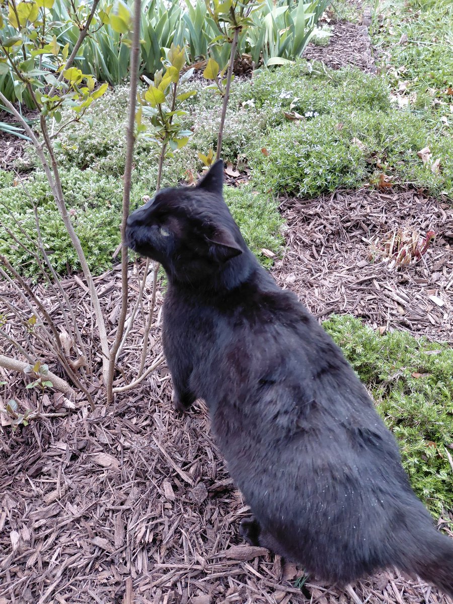 Amanita Virosa tweet media