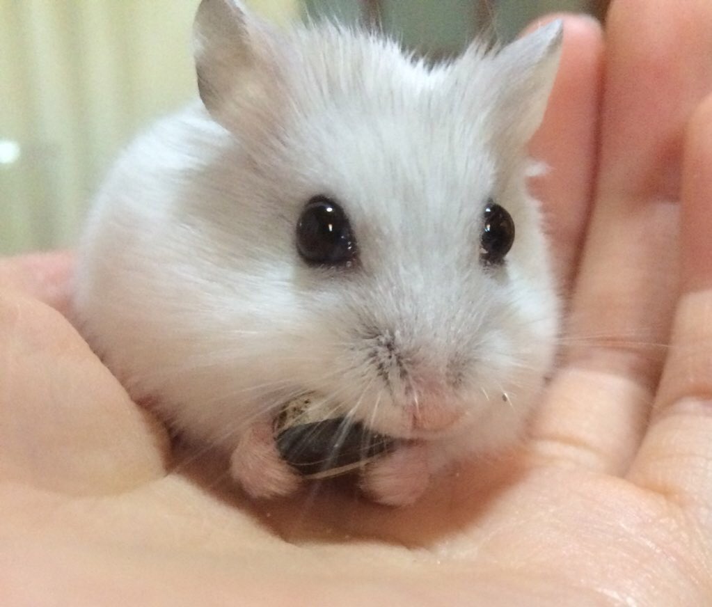 ﾊﾑｽﾀｰｵﾀｸ tweet media