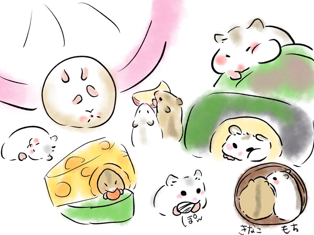 ﾊﾑｽﾀｰｵﾀｸ tweet media