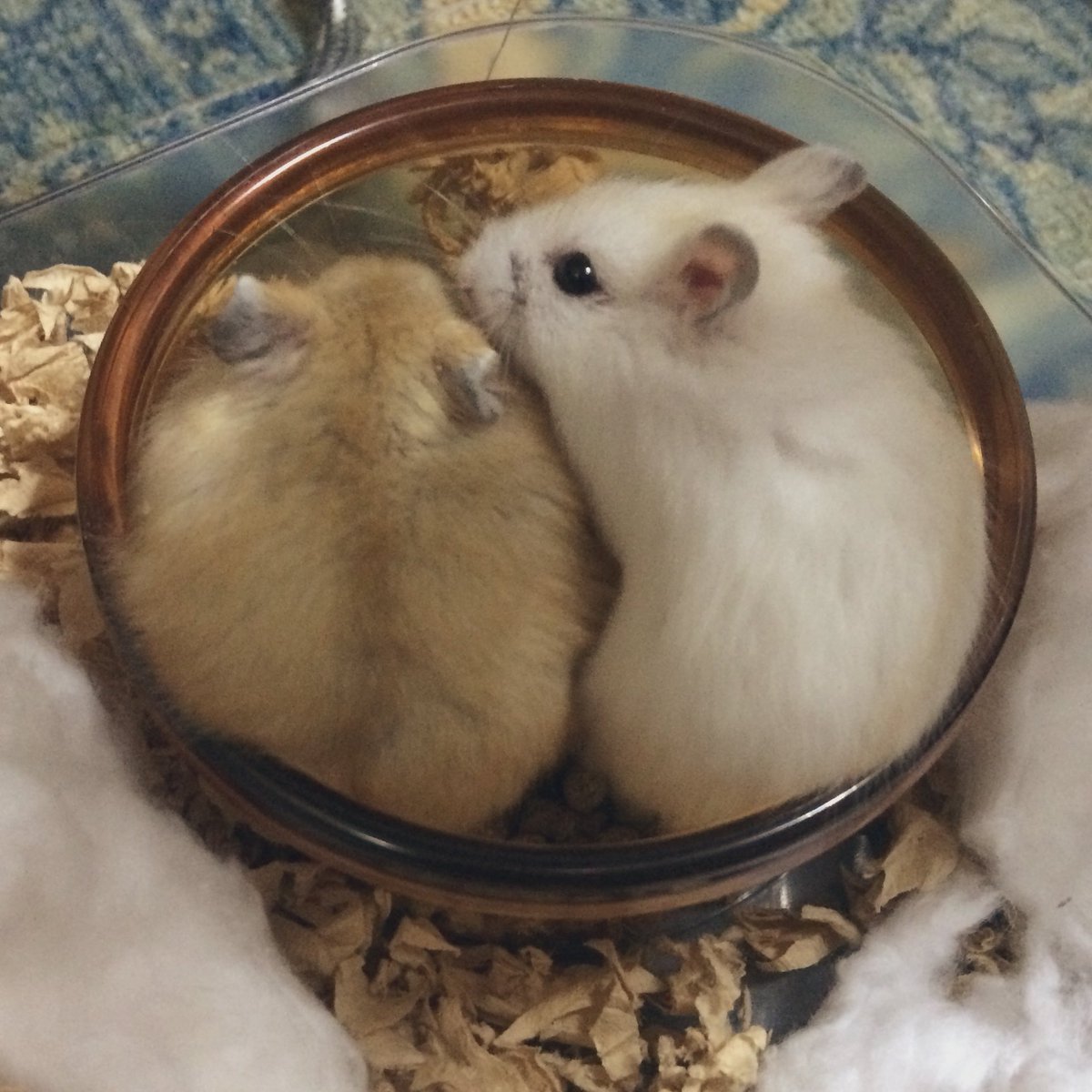 ﾊﾑｽﾀｰｵﾀｸ tweet media