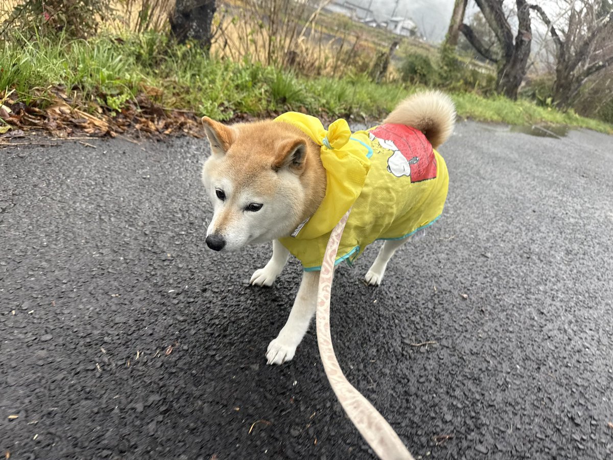 柴犬の見る夢 tweet media