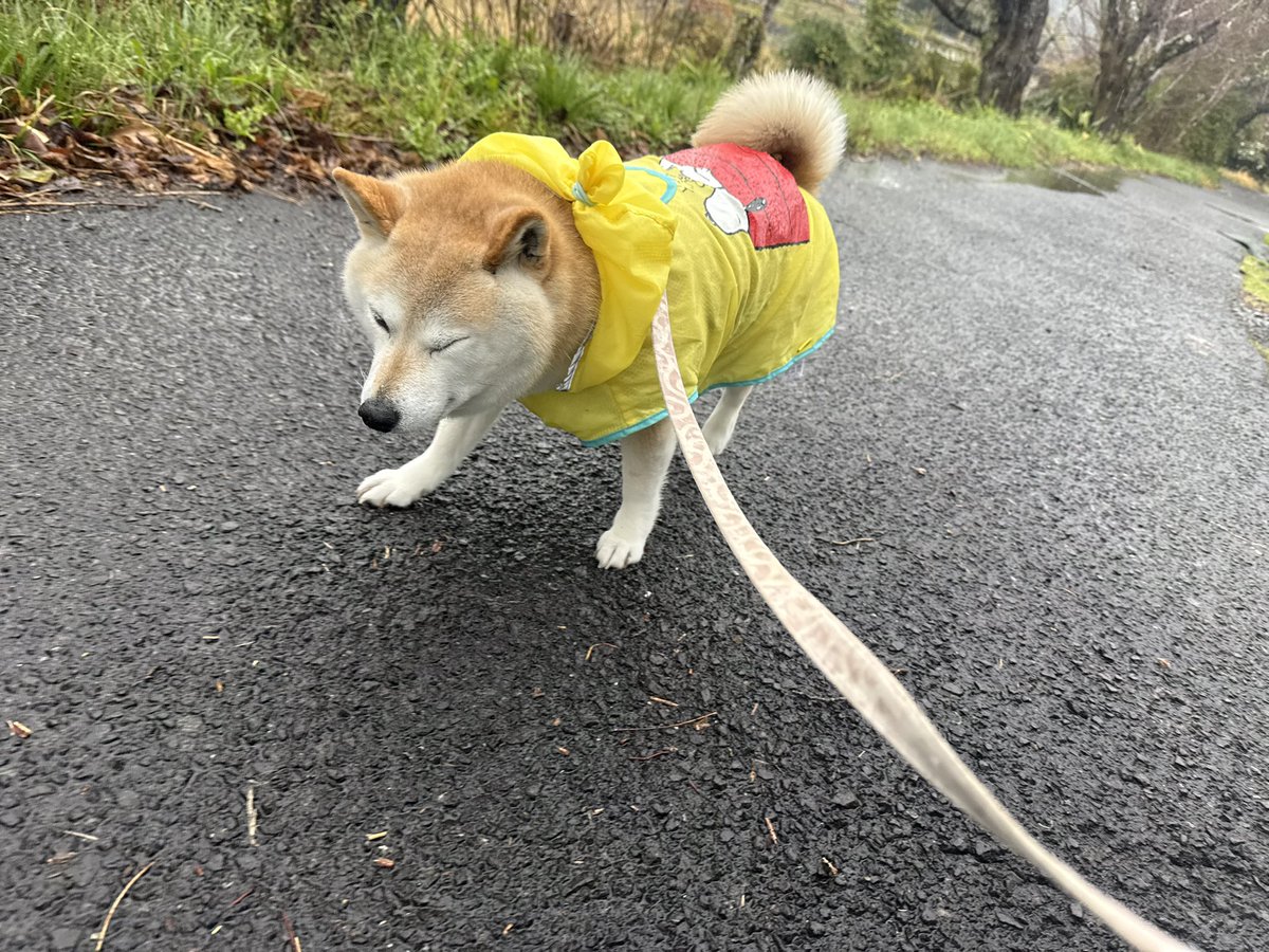 柴犬の見る夢 tweet media