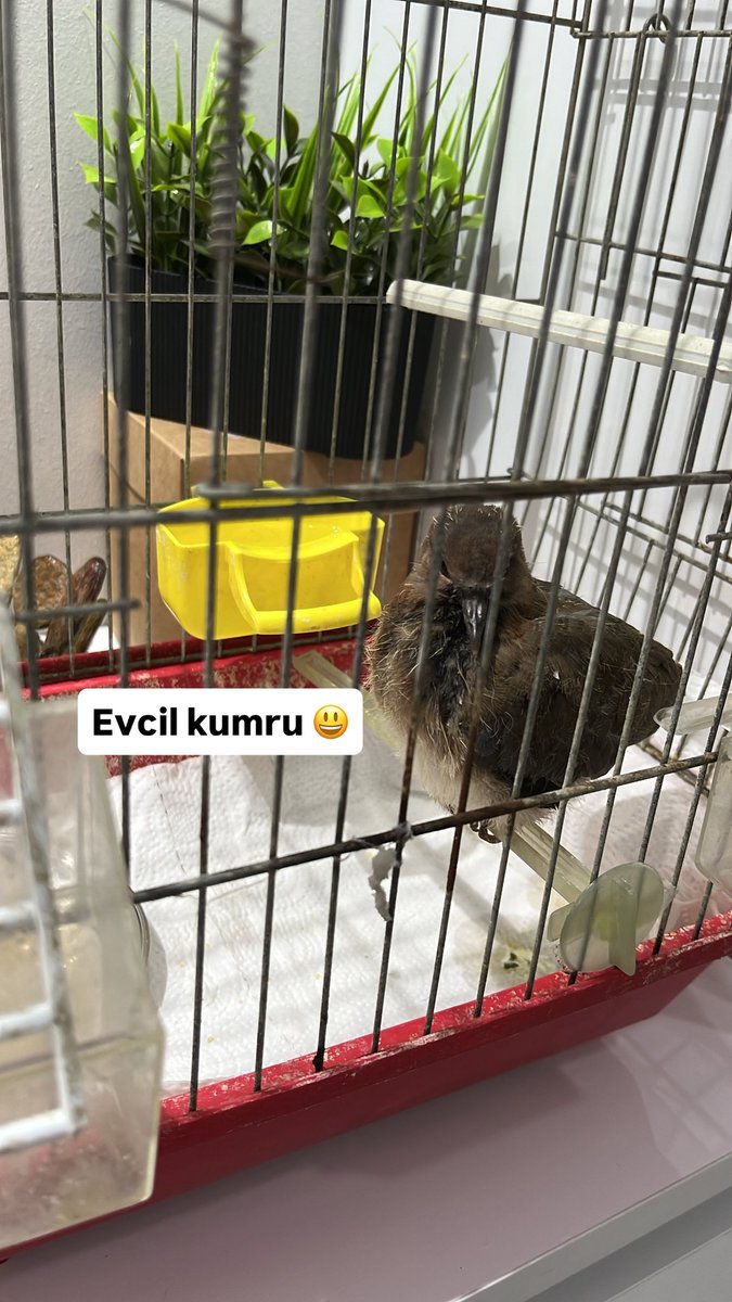 Sokakta uçamayan bir kumru buldum.
Şimdi adı Pıtırcık ve benimle 🥹
Hayat bazen böyle küçük mucizeler bırakıyor ✨
Büyüyecek, uçmayı öğrenecek sonra özgürlüğüne kavuşacak 🕊️