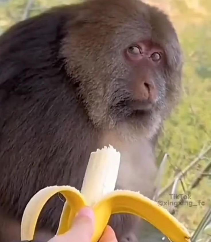 Out Of Context Monkeys tweet media