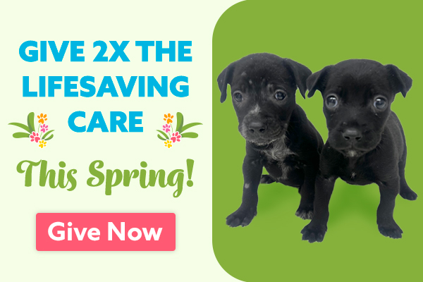 HALORSQ's tweet image. 🐾❤️ Darlene &amp;amp; Darcy are thriving in their furever homes—happy, healthy &amp;amp; adored!

Now you can help more pets just like them ❤️
All gifts are matched $1-for-$1 up to $25K through March 31!
👉 give.halorescue.org/campaign/75503…

#HALOAnimalRescue #MatchingGift #GiveBack