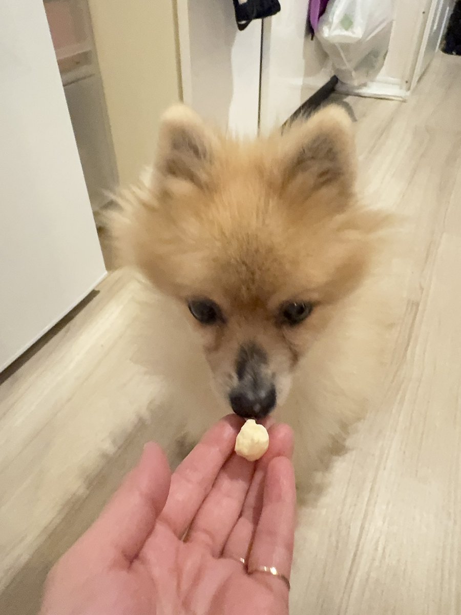 SUZUKA🍺🐶歌酒✈️令和の真尾まお tweet media