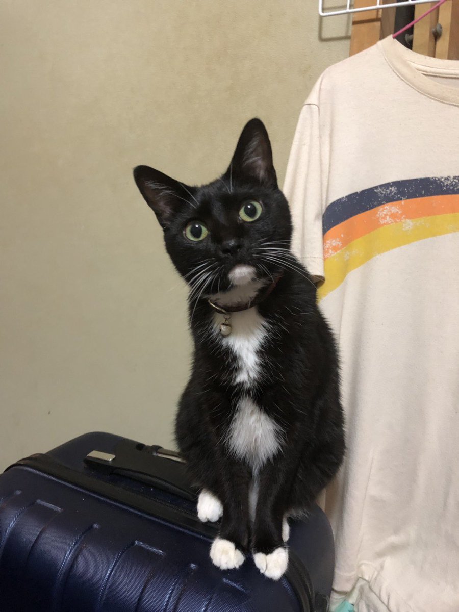 jojo_roma's tweet photo. 3月25日

『こもも』 12歳のbirthday 🎂🐈‍⬛

12年前 目も開いてない位の時 我が家に来てくれた天使🪽

今も元気に 過ごしている事が嬉しいです。

こももが家に来てから 家族の絆が 更に強くなったと思いました。

これからも 一緒に 元気に過ごして行きましょう♪🐈‍⬛

誕生日おめでとう&amp;ありがとう😊 https://t.co/HCSk9Mcvcs