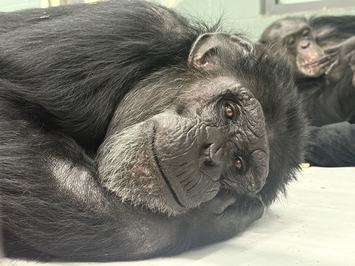 Chimpanzee Sanctuary Northwest tweet media