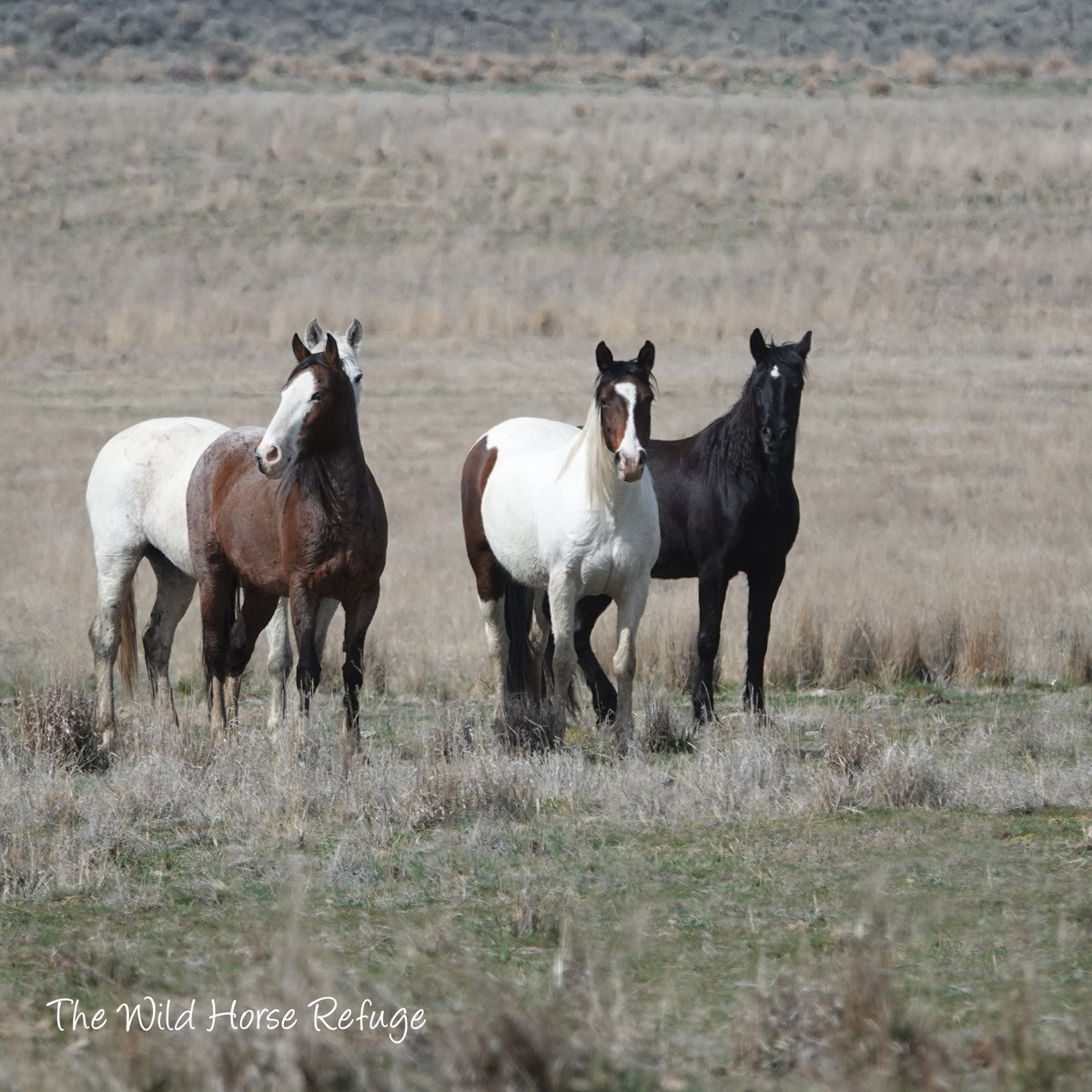 The Wild Animal Sanctuary tweet media