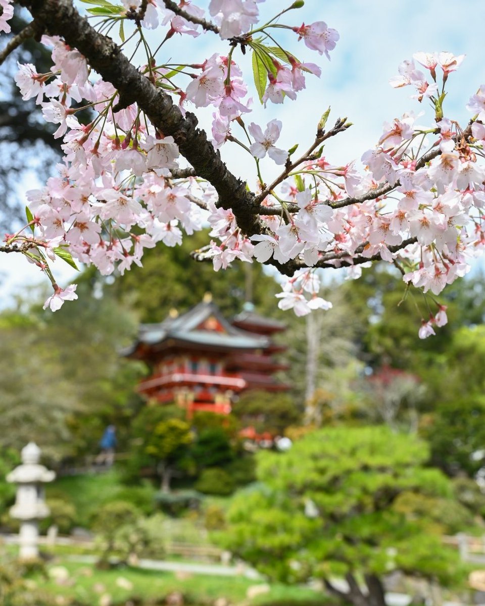 San Francisco Botanical Garden tweet media