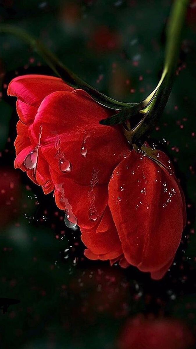 floriano tweet media