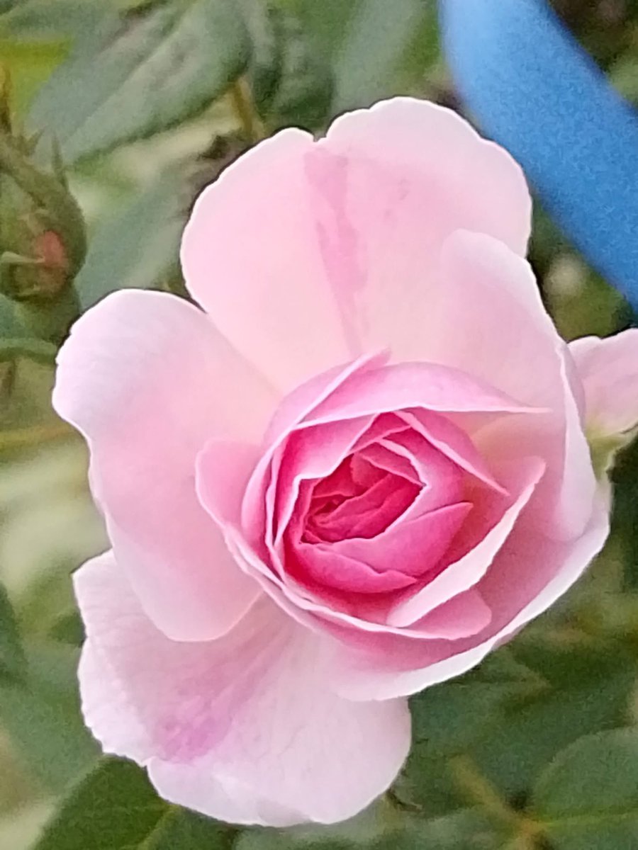 SomphongSukhopol tweet media