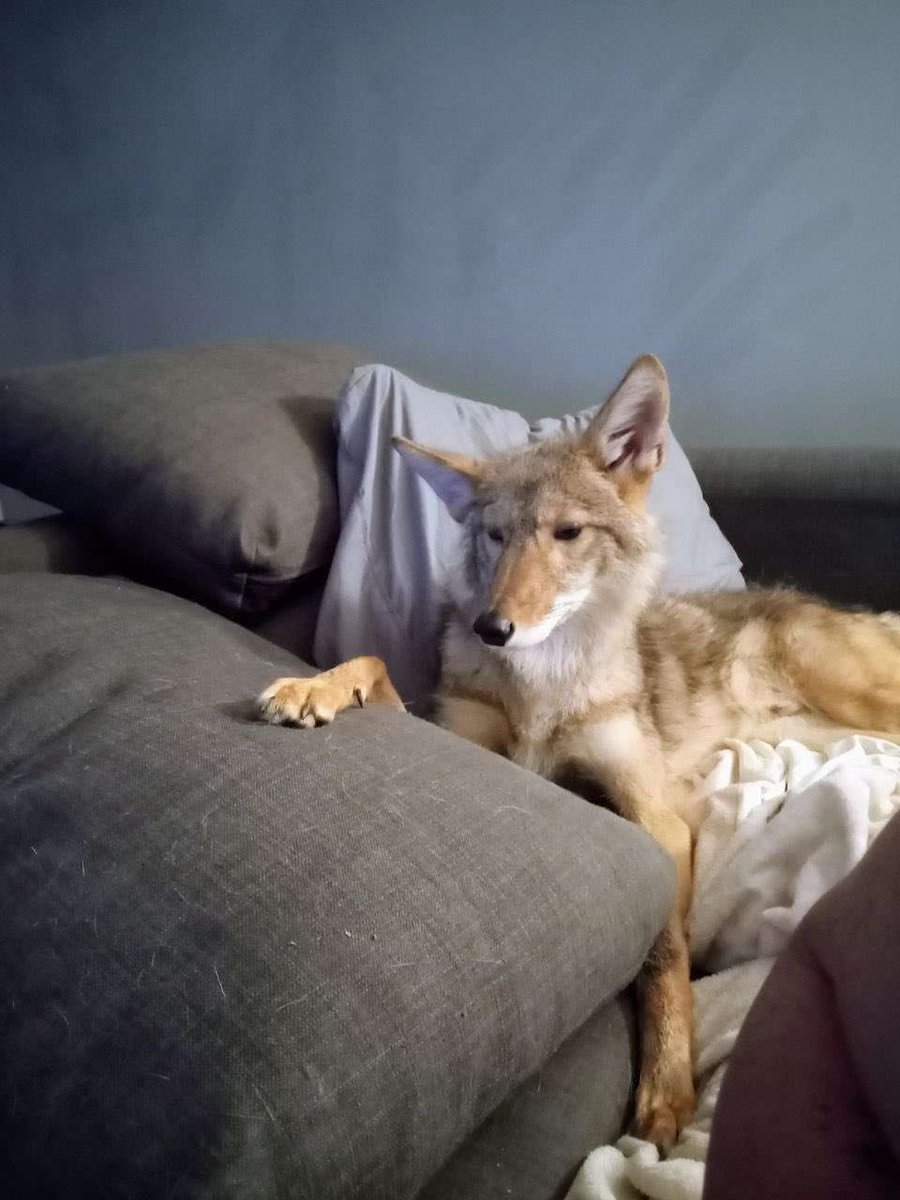 Laika 🏳️‍⚧️ΘΔ tweet media