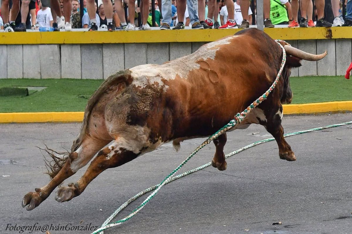 LopezDieguez54's tweet photo. VILLALUENGA DE LA SAGRA Y LA MAROMA

El viernes vamos a Villaluenga de la Sagra, con la Asociación "Toro Enmaromado Villaluenga" para hablar de El toro ensogado. Historia, cultura y tradición.

📆 27 de marzo
 ⏰ 20:00
📍Casa de la Cultura. Glorieta Juan Paralea

📷 Iván González https://t.co/bRI2R1pcCx