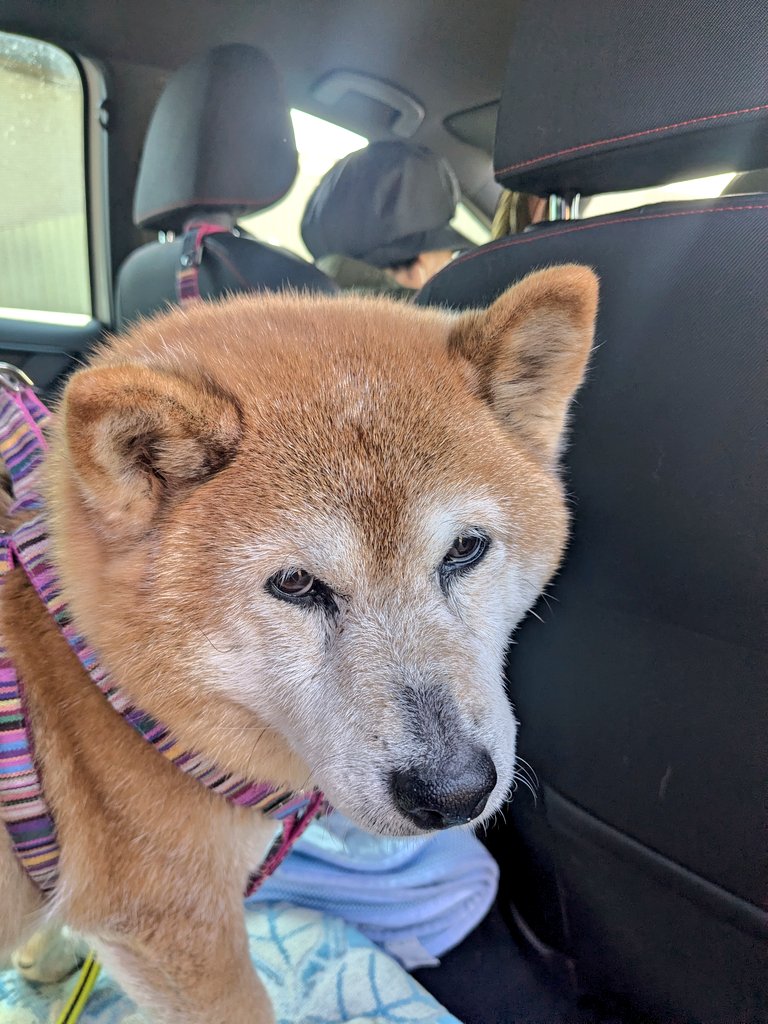 おちょ tweet media