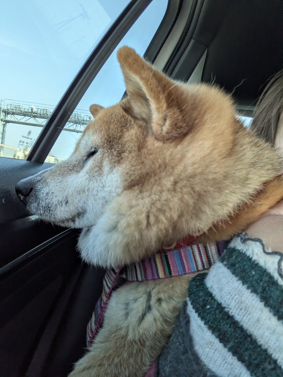 おちょ tweet media