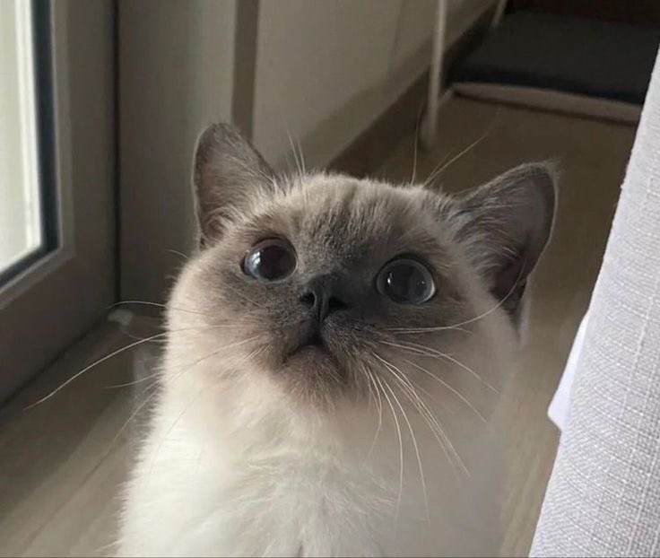 Umm Hurairah tweet media