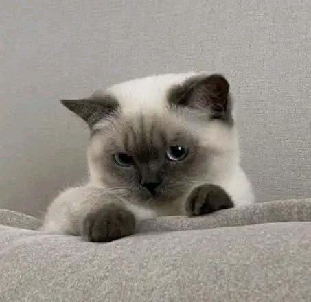 Umm Hurairah tweet media