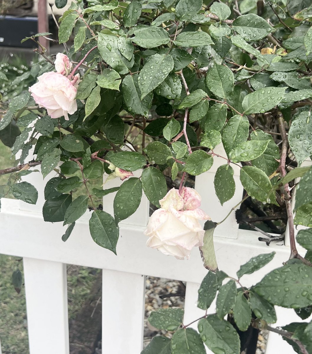 amelia ♡ tweet media