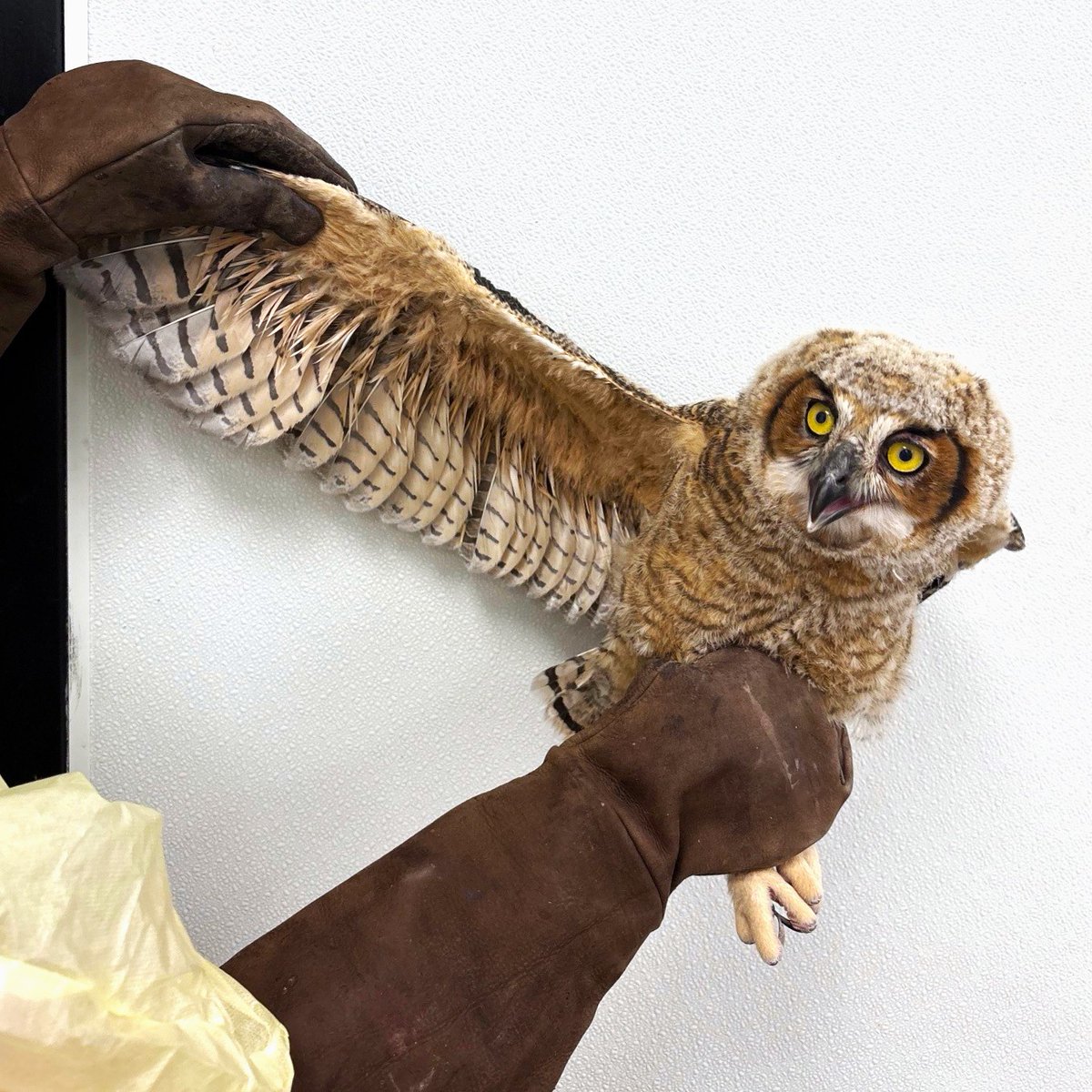 Great Horned Owls change a lot as they grow, from soft down for feathers to powerful wings that help them thrive in the wild. If you find a baby owl that does not appear injured, call us before bringing them in. Our team can often guide you through safely re-nesting the bird.🦉