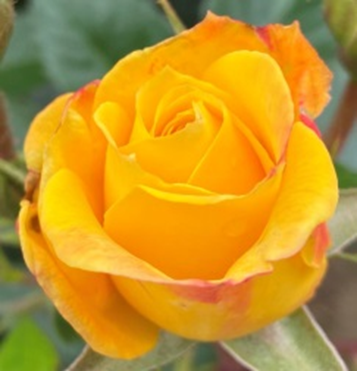 Hacı AYVAT tweet media