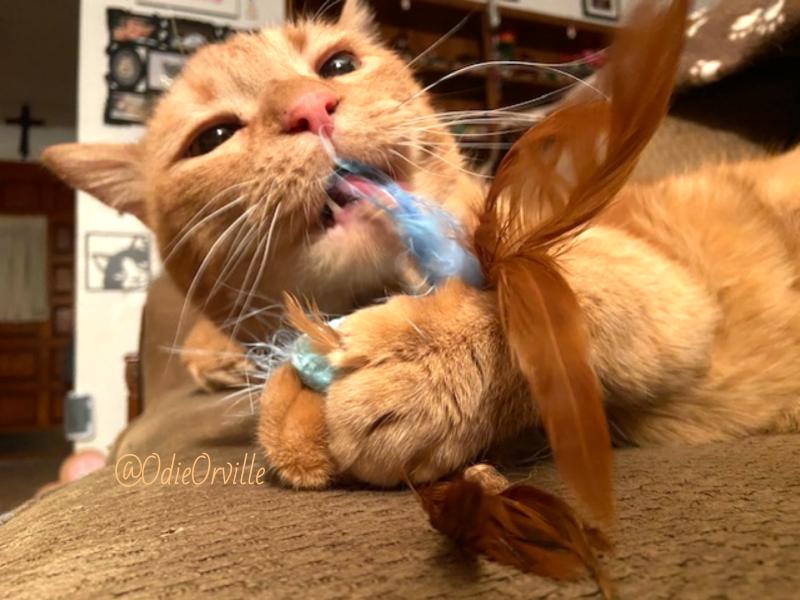 THE Odie Bob Orville 😺 tweet media