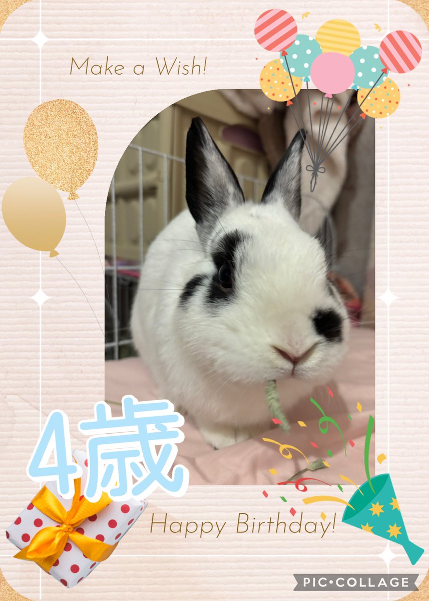 うさぎのお豆🐰 tweet media