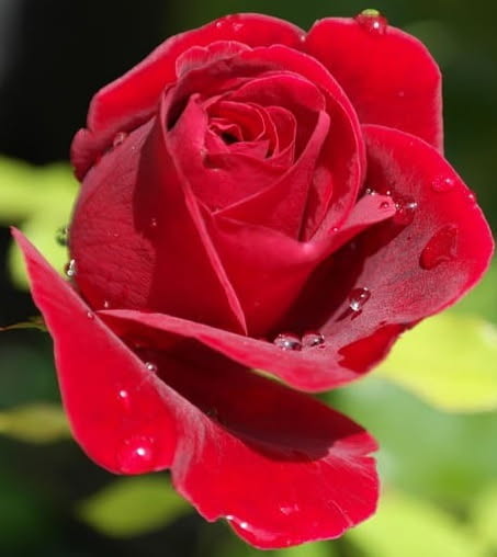 Branko Grims tweet media