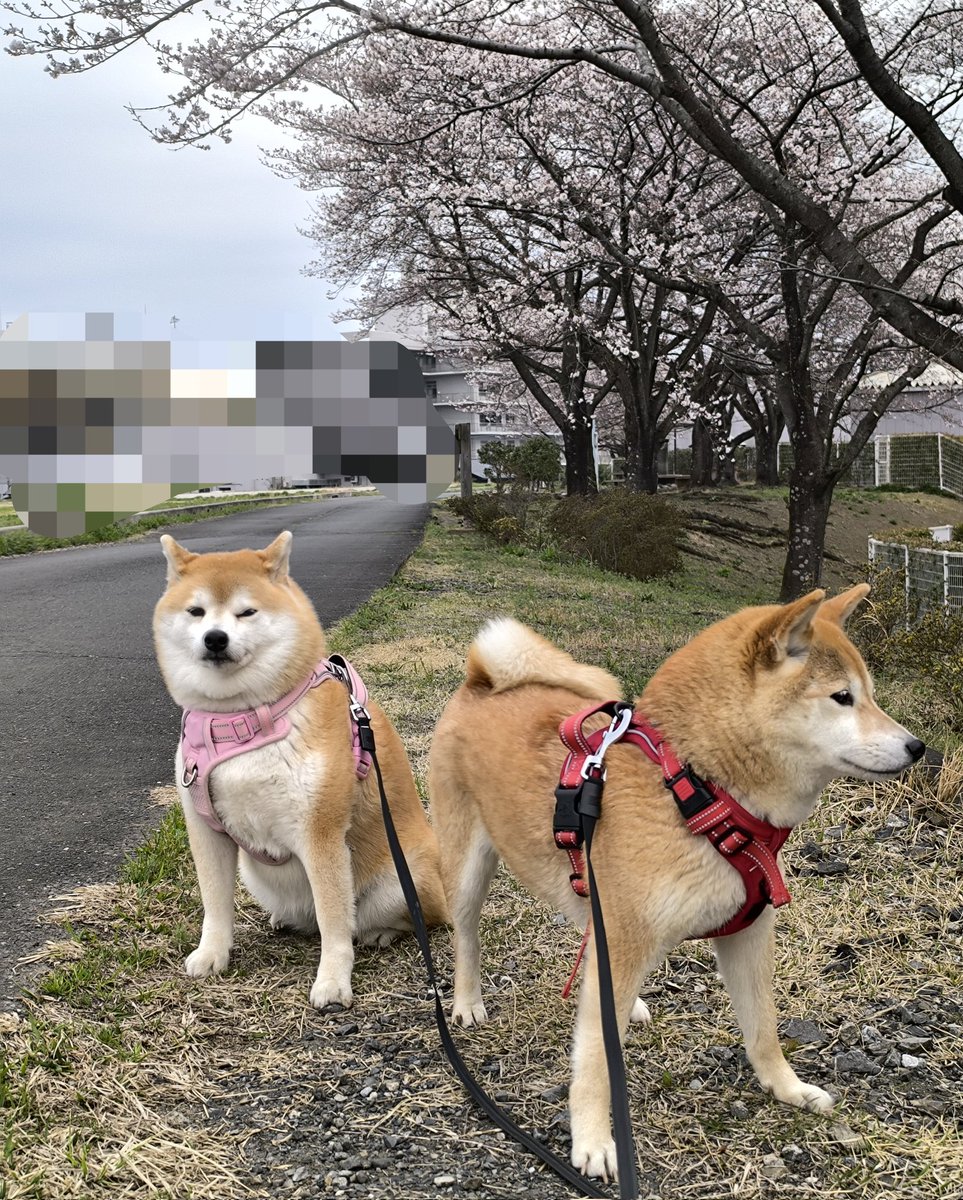 柴犬ちびまる子 tweet media