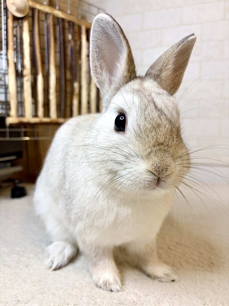 りんご tweet media