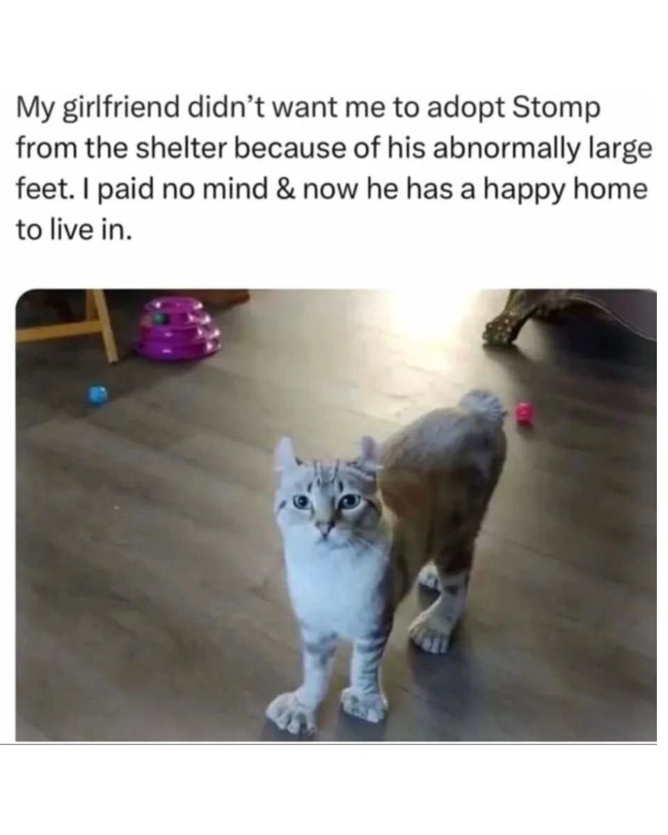 Memedroid tweet media