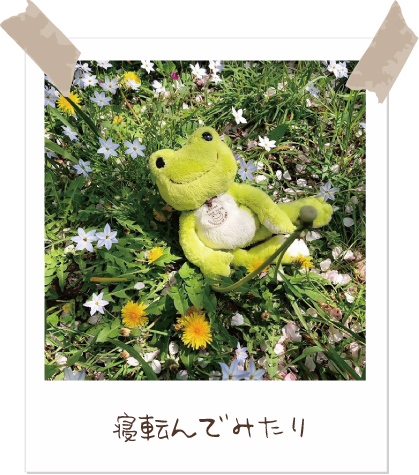 かえるのピクルス/pickles the frog tweet media